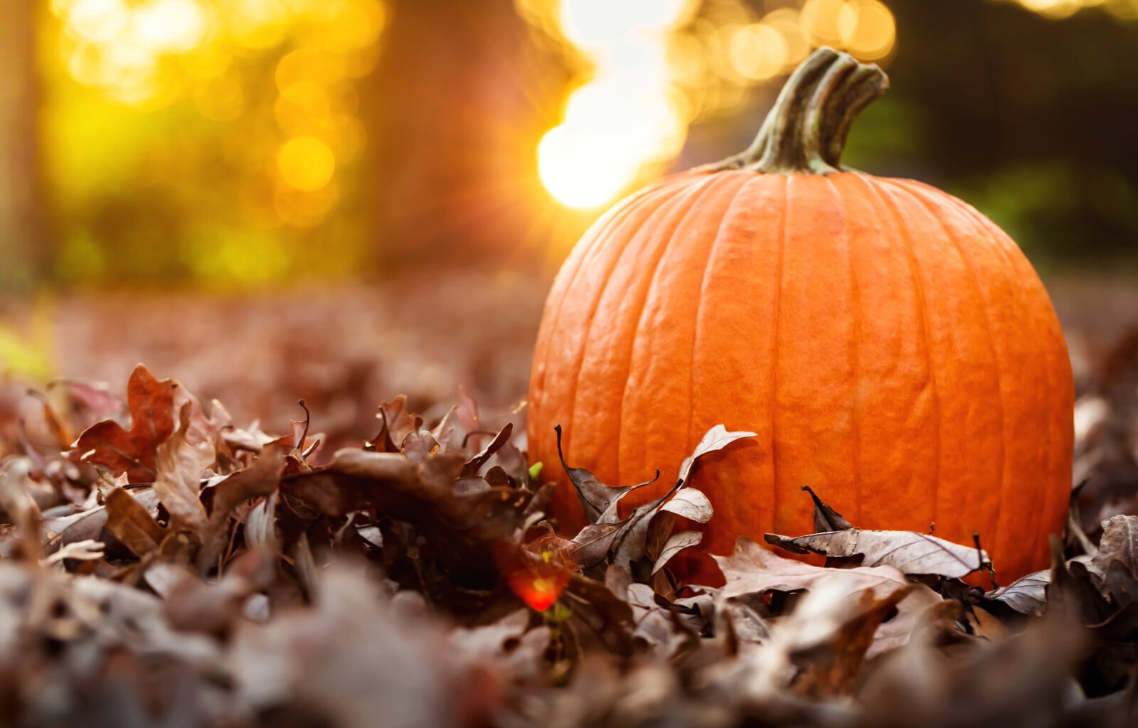 Pumpkin in leaves